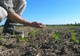 Mii de hectare de teren agricol compromise din cauza secetei