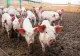 Micii crescători de porci trebuie să respecte noi reguli. Țăranii au voie să dețină maxim 15 porcine