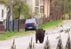 Urs pe străzi în Argeș. Locuitorii din zonă au primit mesaj Ro-Alert