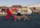EXPOZIȚIE CANINĂ NOCTURNĂ LA PITEȘTI: MOONLIGHT DOG SHOW REVINE DUPĂ ȘAPTE ANI