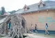 INDIVIZII VEGETALI INVADATORI ÎN ZONELE DE CASTORI DIN ROMÂNIA