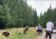 TURIȘTII DE PE TRANSFĂGĂRĂȘAN RISCĂ VIAȚA PENTRU SELFIE-URI CU URȘII