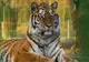 ZIUA INTERNATIONALA A GRADINILOR ZOOLOGICE LA ZOO PITESTI: INTRARE GRATUITA PENTRU TOATA LUMEA