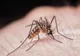 VIRUSUL WEST NILE FACE O NOUĂ VICTIMĂ ÎN SUCEAVA