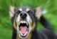 ATAQUE CANINO ÎN COMUNA OLANU: FEMEIE RĂNITĂ GRAV