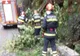 VALEA OLTULUI BLOCATĂ LA CĂLIMĂNEȘTI DIN CAUZA UNUI COPAC DOBORÂT DE VÂNT