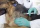 Va începe un program de sterilizare gratuită a animalelor de companie
