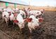 De astăzi, peste 7.700 de porci vor merge la sacrificare la abatoarele din Argeș
