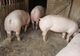 Suspiciune de pestă porcină în Argeș! Trei porci morți într-o gospodărie
