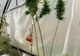 Plantaţie de cannabis în solar, printre roşii şi castraveţi