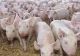 Alarmă în Argeș! Suspiciune de pestă porcină la o fermă cu 20 de mii de porci