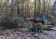 Primăria a solicitat, Ocolul Silvic a aprobat! Acțiune de tăiere și toaletare a arborilor, în Pitești