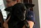 Peste 8000 de animale au beneficiat de sprijin, în Argeș