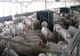 Evaziune fiscală la ferma de porci