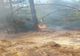 Intervenții ample ale pompierilor argeșeni pentru stingerea incendiilor de vegetație