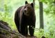 URSUL CARE A UCIS O TÂNĂRĂ PE TRASEUL TURISTIC JEPII MICI A FOST ÎMPUȘCAT