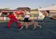 EXPOZIȚIE CANINĂ NOCTURNĂ LA PITEȘTI: MOONLIGHT DOG SHOW REVINE DUPĂ ȘAPTE ANI
