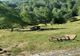 TRAGEDIE ÎN ARGEȘ: ACCIDENT CU TRACTORUL ÎN DAMBOVICIOARA