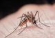 VIRUSUL WEST NILE FACE O NOUĂ VICTIMĂ ÎN SUCEAVA