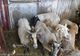 ROMÂNIA MAI ARE ACTIVE 37 DE FOCARE DE PESTA RUMEGĂTOARELOR MICI
