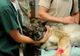 Cabinetele veterinare, în pericol de închidere după o decizie a Guvernului. Medicii amenință: Animalele vor avea de suferit!